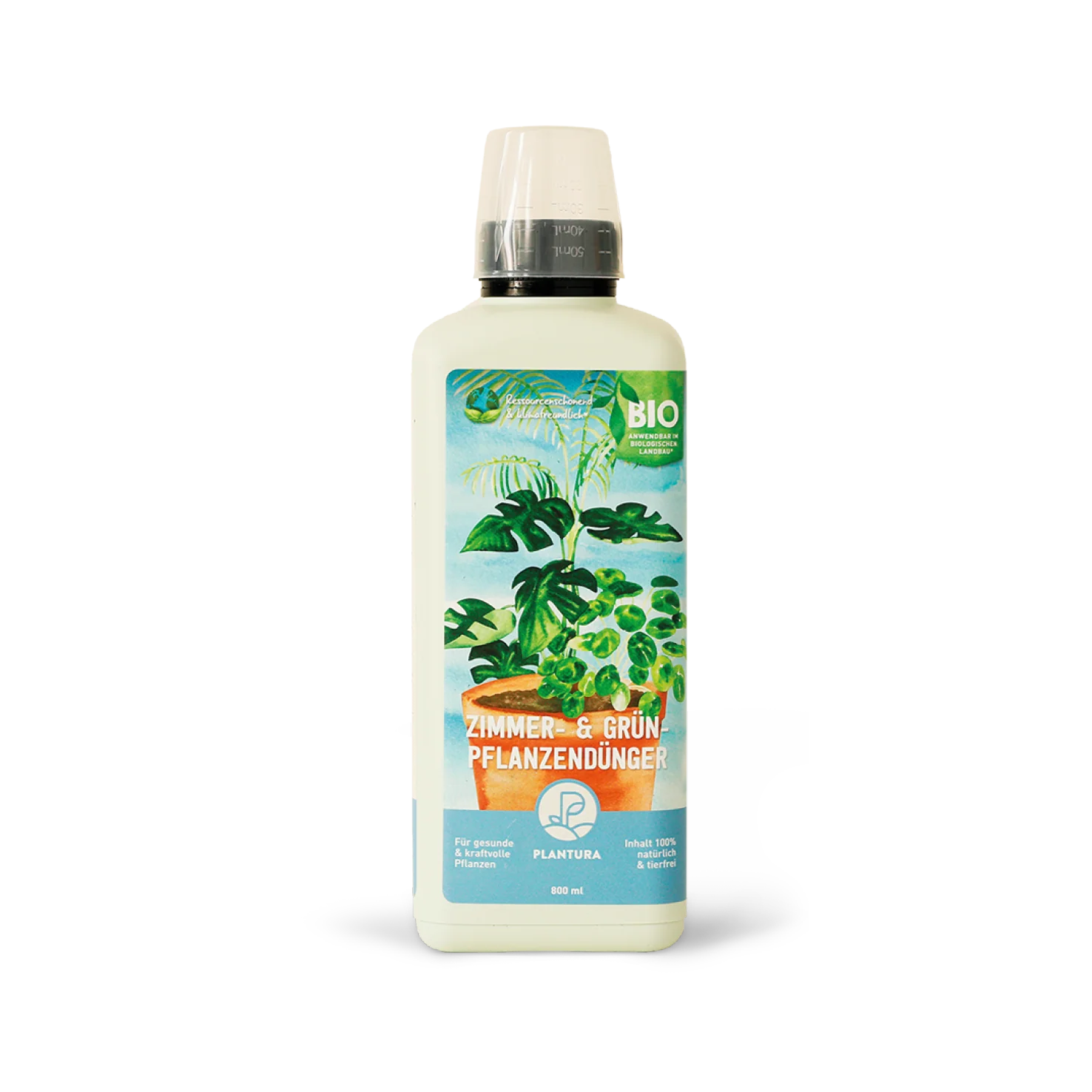 Zimmerpflanzen Top Seller
