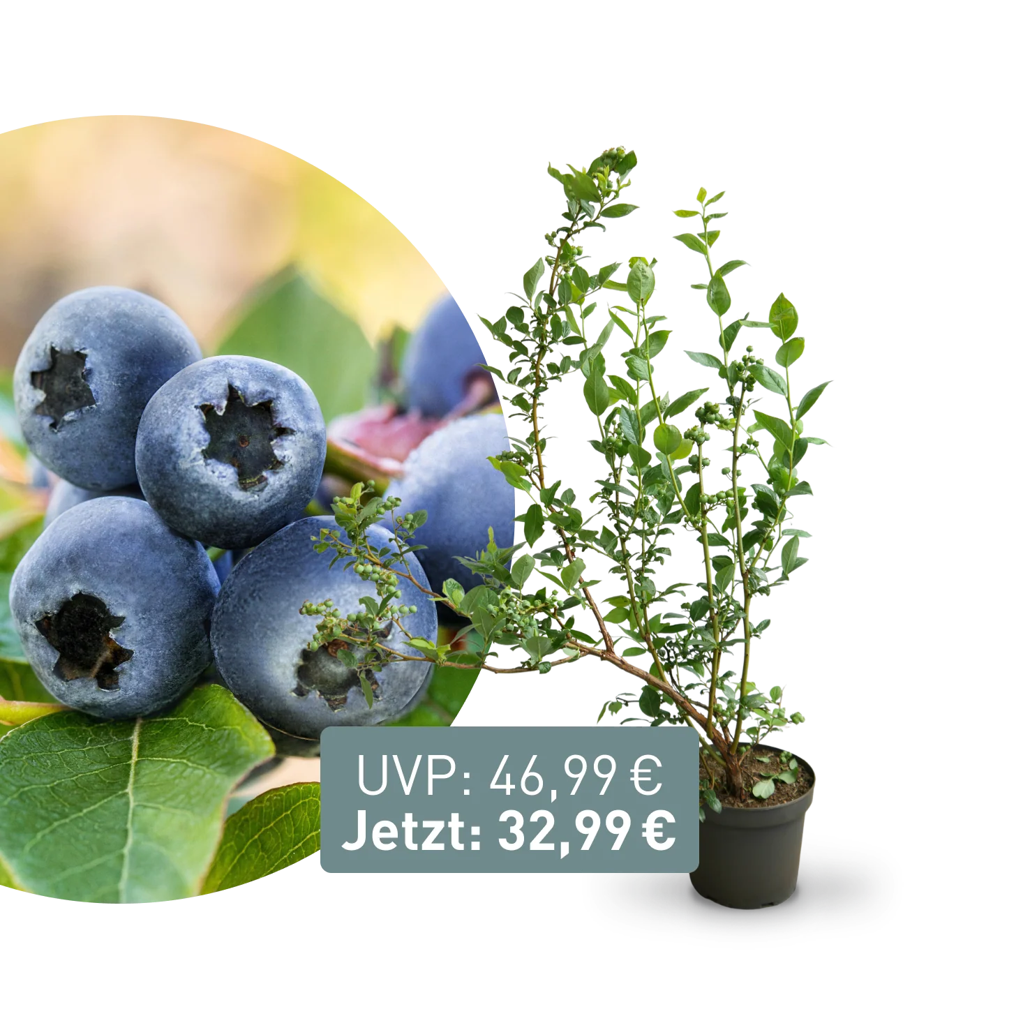 Alle Produkte exkl. Übertöpfe